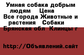 Умная собака добрым людям. › Цена ­ 100 - Все города Животные и растения » Собаки   . Брянская обл.,Клинцы г.